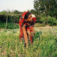 ‘Nayakrishi Andolon – smallholder women farmers in Bangladesh’